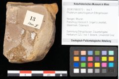 Foto (Objekt + Etikett) von Phyllerium parschlugianum Ettingshausen (NHMW-GEO-2024-0188-0013)